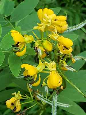 Wild senna(Senna hebecarpa)