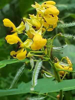 Wild senna(Senna hebecarpa)