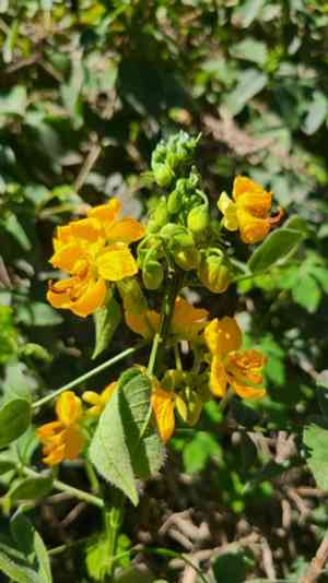 Woolly senna(Senna hirsuta)