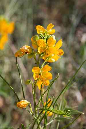 Woolly senna(Senna hirsuta)