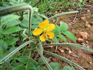 Woolly senna(Senna hirsuta)