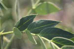 Woolly senna(Senna hirsuta)