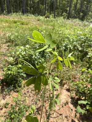 Sicklepod(Senna obtusifolia)