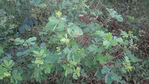 Sicklepod(Senna obtusifolia)