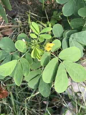Sicklepod(Senna obtusifolia)