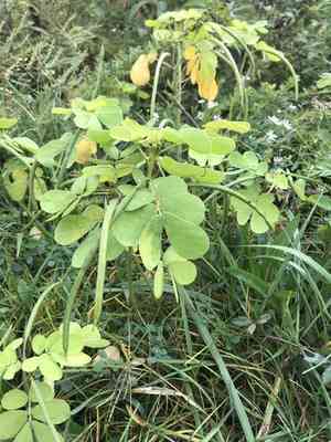 Sicklepod(Senna obtusifolia)