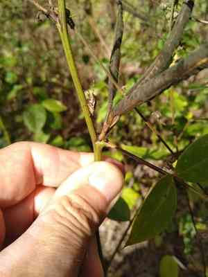 Coffee senna(Senna occidentalis)
