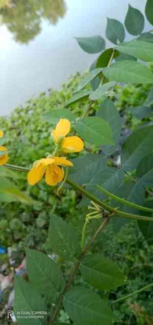 Coffee senna(Senna occidentalis)