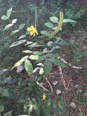 Coffee senna(Senna occidentalis)