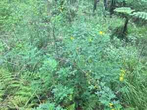 Valamuerto(Senna pendula)