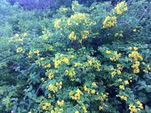 Valamuerto(Senna pendula)