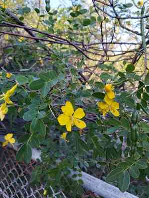 Valamuerto(Senna pendula)