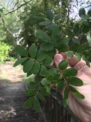 Valamuerto(Senna pendula)