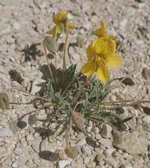 Dwarf senna(Senna pumilio)