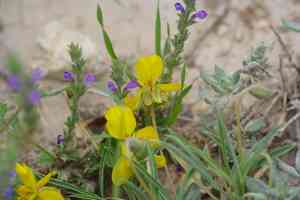 Dwarf senna(Senna pumilio)