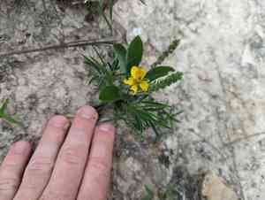 Dwarf senna(Senna pumilio)