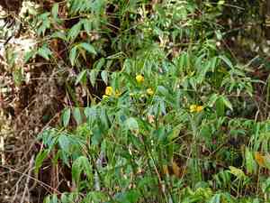 Arsenic bush(Senna septemtrionalis)