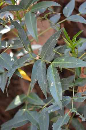Arsenic bush(Senna septemtrionalis)