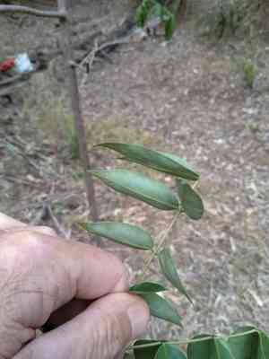 Arsenic bush(Senna septemtrionalis)