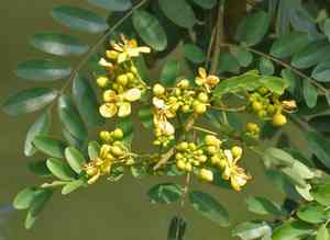 Siamese cassia(Senna siamea)