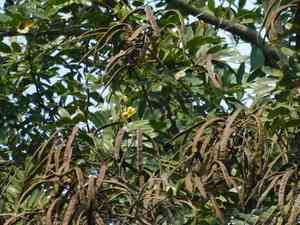 Siamese cassia(Senna siamea)
