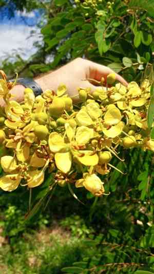 Siamese cassia(Senna siamea)