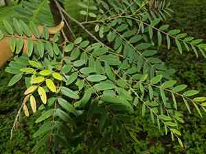 Siamese cassia(Senna siamea)