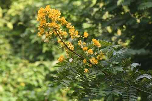 Golden wonder tree(Senna spectabilis)
