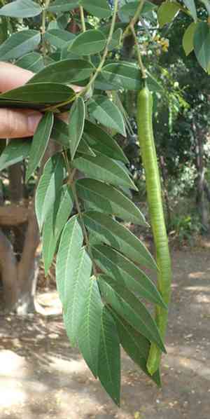 Golden wonder tree(Senna spectabilis)