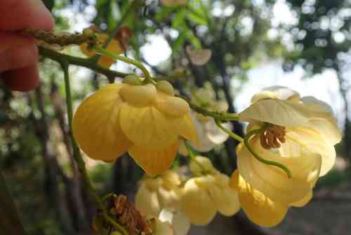 Golden wonder tree(Senna spectabilis)