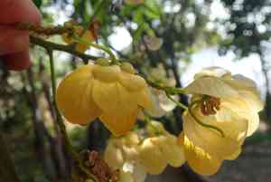 Golden wonder tree(Senna spectabilis)