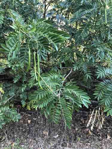 Golden wonder tree(Senna spectabilis)
