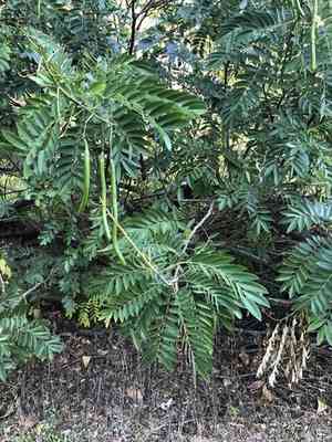 Golden wonder tree(Senna spectabilis)