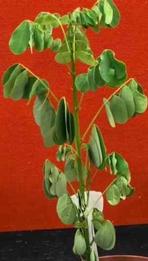 Golden wonder tree(Senna spectabilis)