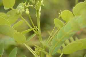 Glossy shower(Senna surattensis)