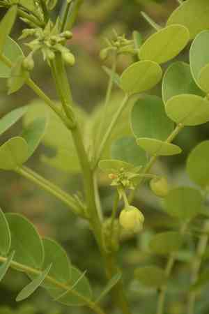 Glossy shower(Senna surattensis)