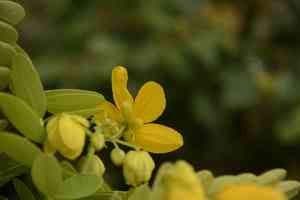 Glossy shower(Senna surattensis)