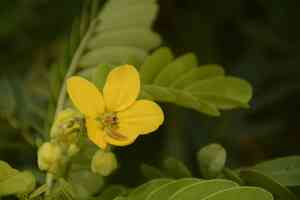 Glossy shower(Senna surattensis)
