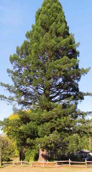 Coast redwood(Sequoia sempervirens)