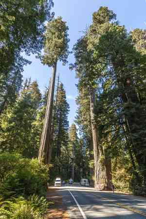 Coast redwood(Sequoia sempervirens)