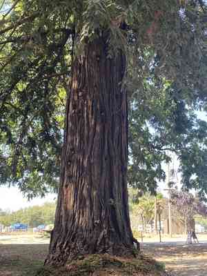 Coast redwood(Sequoia sempervirens)