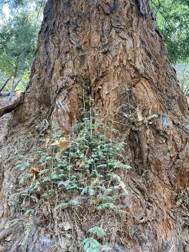 Coast redwood(Sequoia sempervirens)