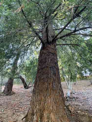 Coast redwood(Sequoia sempervirens)