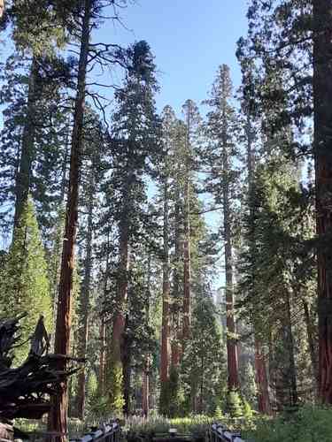 Giant sequoia(Sequoiadendron giganteum)
