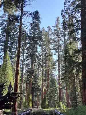 Giant sequoia(Sequoiadendron giganteum)