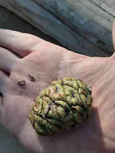 Giant sequoia(Sequoiadendron giganteum)