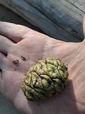 Giant sequoia(Sequoiadendron giganteum)