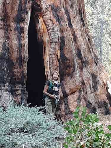 Giant sequoia(Sequoiadendron giganteum)