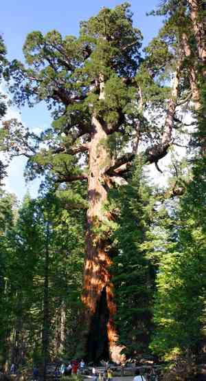 Giant sequoia(Sequoiadendron giganteum)