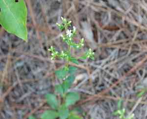 Toothed whitetop aster(Sericocarpus asteroides)